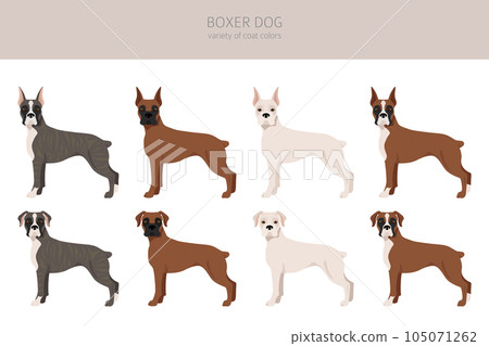 Boxer dog clipart. Different poses, coat colors set 105071262