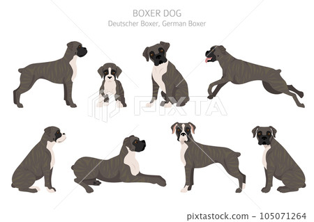 Boxer dog clipart. Different poses, coat colors set 105071264