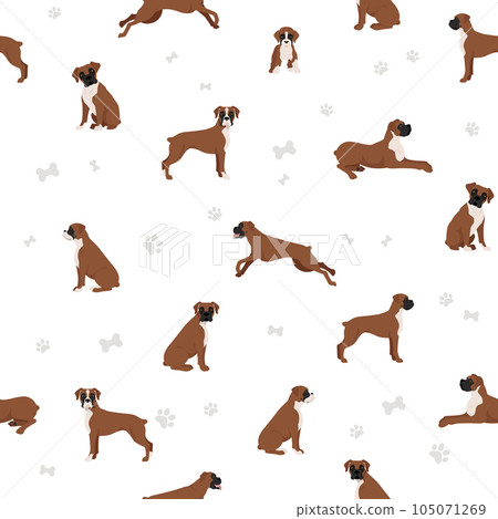Boxer dog seamless pattern. Different poses, puppy. Boxer dog seamless pattern. Different poses, puppy. 105071269
