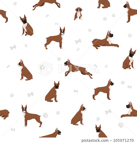 Boxer dog seamless pattern. Different poses, puppy. Boxer dog seamless pattern. Different poses, puppy. 105071270
