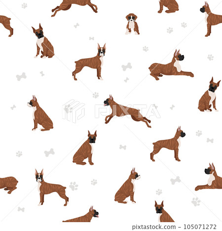 Boxer dog seamless pattern. Different poses, puppy. Boxer dog seamless pattern. Different poses, puppy. 105071272