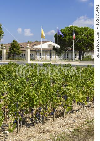 Typical vineyards near Chateau Dauzac, Margaux, Medoc, Bordeaux, Aquitaine, France 105071401