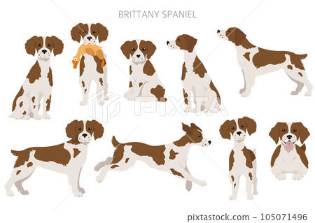 Brittany spaneil clipart. Different poses set. Adult and puppy dogs infographic Brittany spaneil clipart. Different poses set. Adult and puppy dogs infographic 105071496