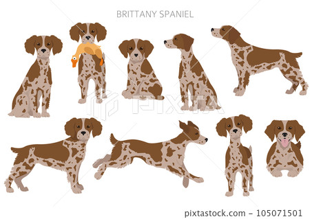 Brittany spaneil clipart. Different poses set. Adult and puppy dogs infographic 105071501