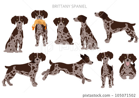 Brittany spaneil clipart. Different poses set. Adult and puppy dogs infographic 105071502