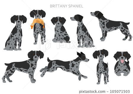 Brittany spaneil clipart. Different poses set. Adult and puppy dogs infographic 105071503