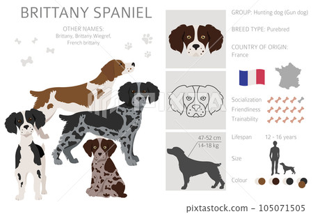 Brittany spaneil clipart. Different poses set. Adult and puppy dogs infographic Brittany spaneil clipart. Different poses set. Adult and puppy dogs infographic 105071505