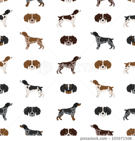 Brittany spaneil seamless pattern. Different poses set. Adult and puppy dogs infographic. Brittany spaneil seamless pattern. Different poses set. Adult and puppy dogs infographic. 105071506