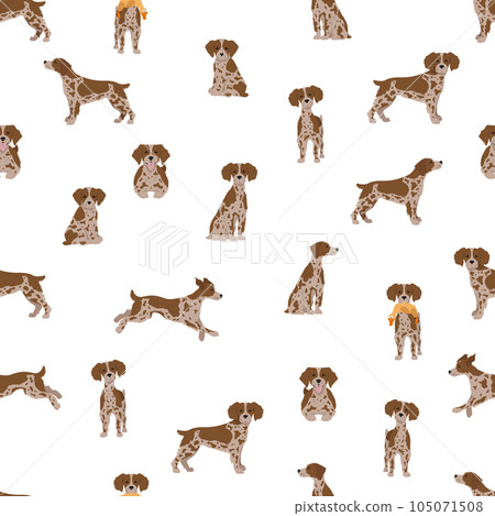 Brittany spaneil seamless pattern. Different poses set. Adult and puppy dogs infographic. Brittany spaneil seamless pattern. Different poses set. Adult and puppy dogs infographic. 105071508