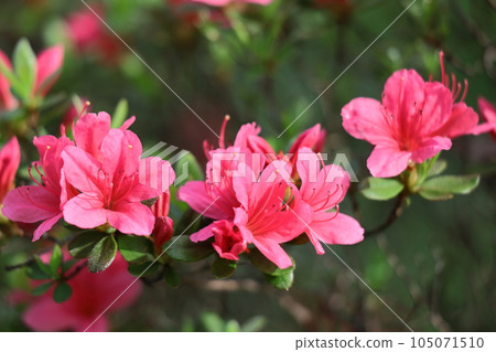 Blooming passion flower Blooming passion flower 105071510
