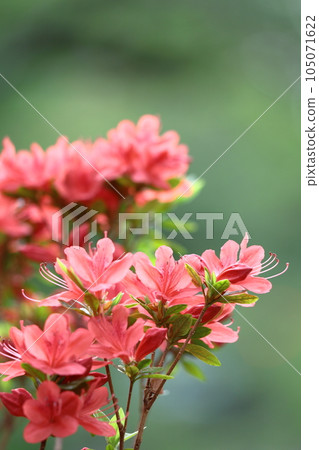 盛開的激情花 105071622
