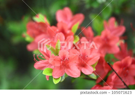 盛開的激情花 105071623