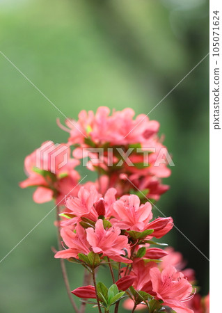 盛開的激情花 105071624