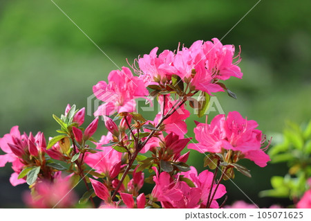 盛開的激情花 105071625
