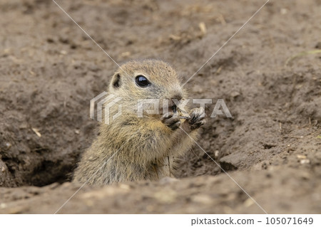 Ground squirrel colony (Syslovisko Biele vody), National park Muranska Planina, Slovakia 105071649
