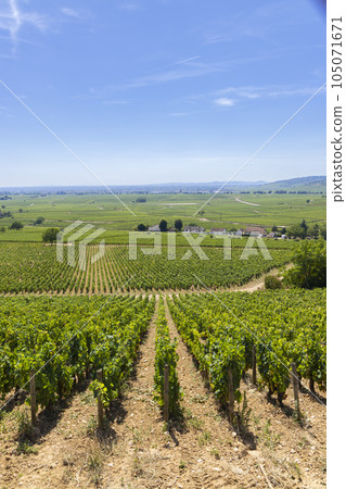 Typical vineyards near Aloxe-Corton, Cote de Nuits, Burgundy, France 105071671