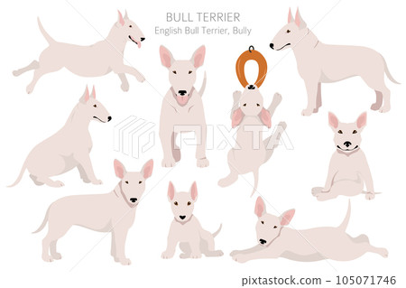 Bull terrier clipart. Different poses, coat colors set. Bull terrier clipart. Different poses, coat colors set. 105071746