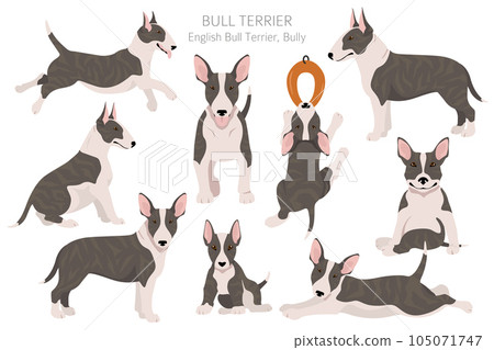 Bull terrier clipart. Different poses, coat colors set. Bull terrier clipart. Different poses, coat colors set. 105071747