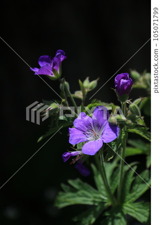 Meadow cranesbill, purple wildflowers. Meadow cranesbill, purple wildflowers. 105071799