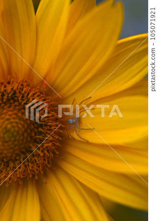 Yellow flower and spider. Round yellow flower in the garden. 105071921