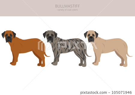 Bullmastiff clipart. Different coat colors and poses set 105071946