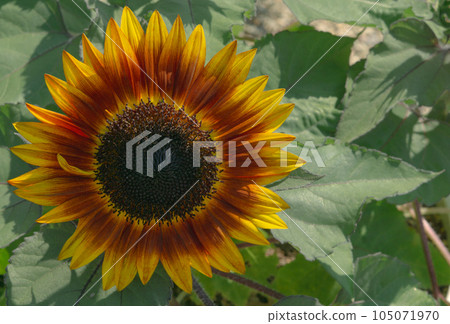 red sun (sunflower) red sun (sunflower) 105071970