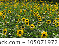Sunflower field in full bloom 105071972