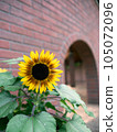 red sunflower on brick wall 105072096