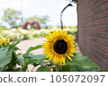 Brick wall and bright yellow sunflowers 105072097