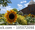 Red sunflower 105072098