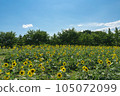 Summer blue sky and one sunflower field 105072099