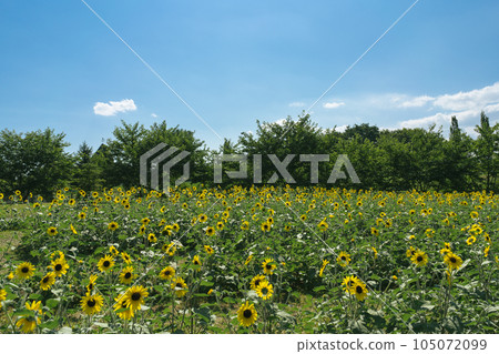 夏天藍天和一個向日葵領域 105072099