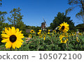 Summer blue sky and big sunflower 105072100
