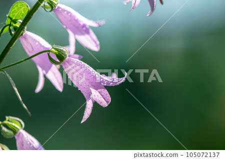 purple bellflower flowers. nature, summer with copy space purple bellflower flowers. nature, summer with copy space 105072137