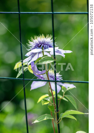 Beautiful lilac flower of terry clematis blue light. gardening, flower cultivation Beautiful lilac flower of terry clematis blue light. gardening, flower cultivation 105072138