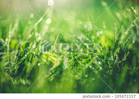 Grass with rain drops. Watering lawn. Rain. Blurred Grass Background 105072157