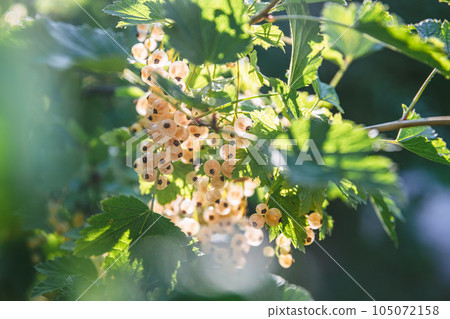 Beautiful clusters of white currants in the sun. harvest, garden, agriculture 105072158