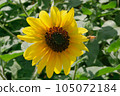 Bee and sun (sunflower) 105072184