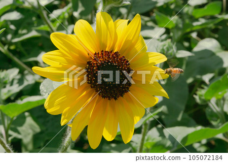 Bee and sun (sunflower) Bee and sun (sunflower) 105072184