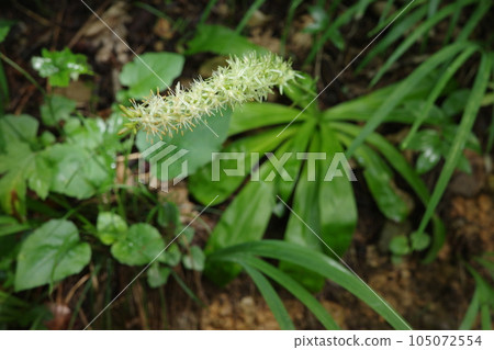 里山在迎接夏天的森林裡種植了開始開花的野木蘭 105072554