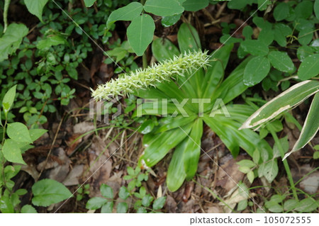 Satoyama plants Nogiran that begins to bloom in the forest that welcomes summer Satoyama plants Nogiran that begins to bloom in the forest that welcomes summer 105072555