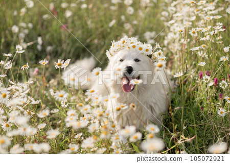 Daisies white dog Maremma Sheepdog in a wreath of daisies sits on a green lawn with wild flowers daisies, walks a pet. Cute photo with a dog in a wreath of daisies. 105072921