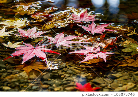 Ichinomiya, Mori-machi, Shuchi-gun, Shizuoka Prefecture Okuni Shrine and its precincts 105073746
