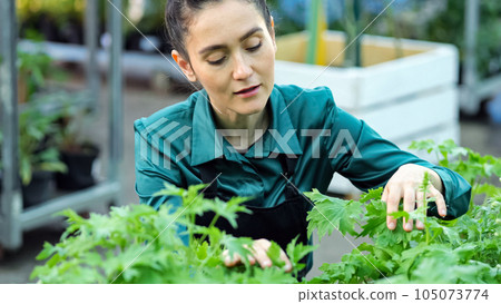 Florist examines quality of plants in flower department Florist examines quality of plants in flower department 105073774
