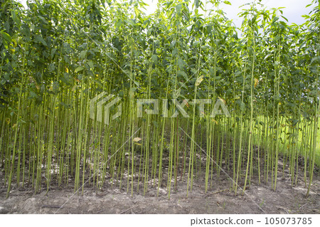 Green jute Plantation field.  Raw Jute plant pattern Texture background 105073785
