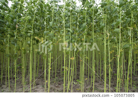 Green jute Plantation field.  Raw Jute plant pattern Texture background Green jute Plantation field.  Raw Jute plant pattern Texture background 105073805