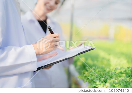 Female and male Farmer harvesting vegetable and audit quality from hydroponics farm. Organic fresh vegetable, Farmer working with hydroponic vegetables garden harvesting, small business concepts Female and male Farmer harvesting vegetable and audit quality from hydroponics farm. Organic fresh vegetable, Farmer working with hydroponic vegetables garden harvesting, small business concepts 105074340