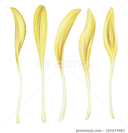 Illustration of micro-green corn in watercolor style. Young seed seedlings, edible leaves, a healthy food supplement. Clipart on a white background. Legumes for gardening, ingredients for cooking 105074467