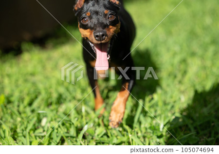 Portrait of pincher dog Portrait of pincher dog 105074694