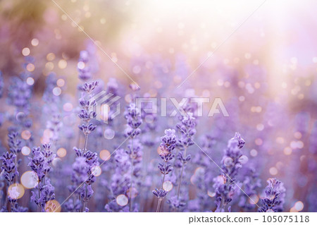 Violet fragrant lavender flowers. 105075118